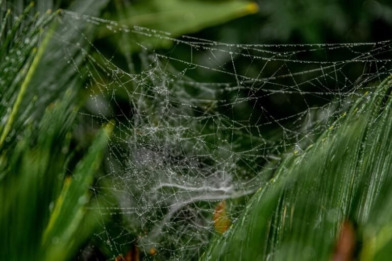 web model for growth