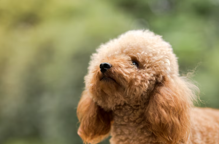 Mini Goldendoodles for Sale: How to Find Healthy, Happy Puppies Near You